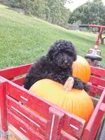 Macy, a female Poodle - Miniature  for sale in Winchester, VA – 3 of 3
