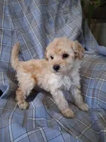 Taffy, a male Poodle - Miniature  for sale in Winchester, VA – Photo 1 of 4