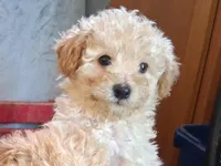 Taffy, a male Poodle - Miniature  for sale in Winchester, VA – Photo 4 of 4