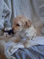 Taffy, a male Poodle - Miniature  for sale in Winchester, VA – Photo 2 of 4