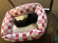 Oreo, a female Shorkie for sale in Lakewood, WA – Photo 4 of 4