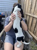 boy , a male Basset Hound for sale in Lakeland, FL – Photo 3 of 4