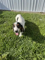 boy , a male Basset Hound for sale in Lakeland, FL – Photo 4 of 4