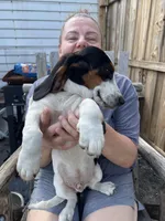 boy , a male Basset Hound for sale in Lakeland, FL – Photo 1 of 4