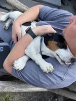 boy , a male Basset Hound for sale in Lakeland, FL – Photo 2 of 4