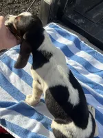 girl , a female Basset Hound for sale in Lakeland, FL – Photo 2 of 4