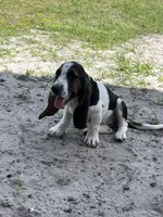 girl , a female Basset Hound for sale in Lakeland, FL – Photo 3 of 4