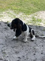 girl , a female Basset Hound for sale in Lakeland, FL – Photo 4 of 4
