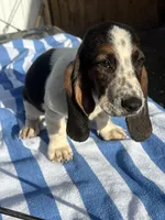girl , a female Basset Hound for sale in Lakeland, FL – Photo 1 of 4
