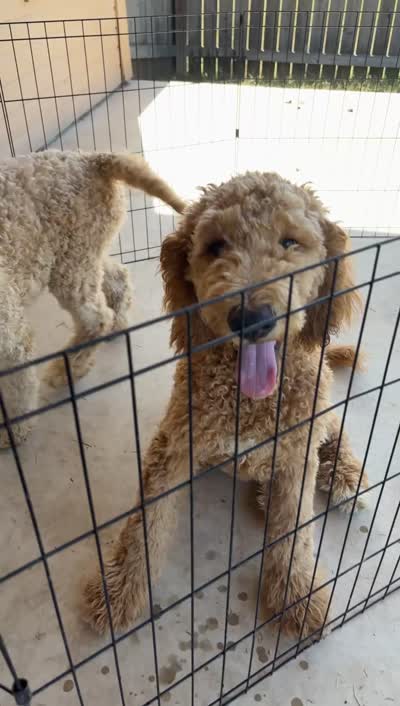 Dooley, a male Goldendoodle for sale in Killeen, TX – 9 of 9
