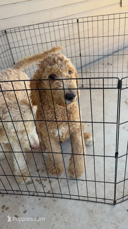 Dooley – Goldendoodle puppy for sale in Killeen, TX