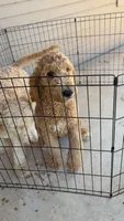 Dooley, a male Goldendoodle for sale in Killeen, TX – 1 of 9
