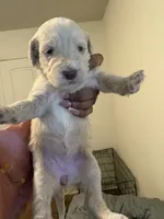 Ruby, a female Goldendoodle for sale in Killeen, TX – 2 of 2