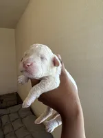 Skye, a female Goldendoodle for sale in Killeen, TX – 2 of 2