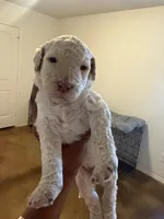 Maddie, a female Goldendoodle for sale in Killeen, TX – 3 of 3