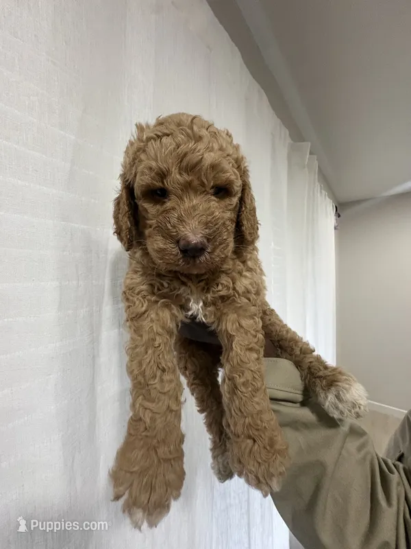 Dually – Goldendoodle puppy for sale in Killeen, TX