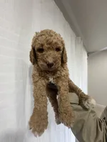 Dually, a male Goldendoodle for sale in Killeen, TX – 1 of 2