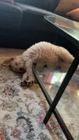 Harley , a female Goldendoodle for sale in Killeen, TX – 3 of 3