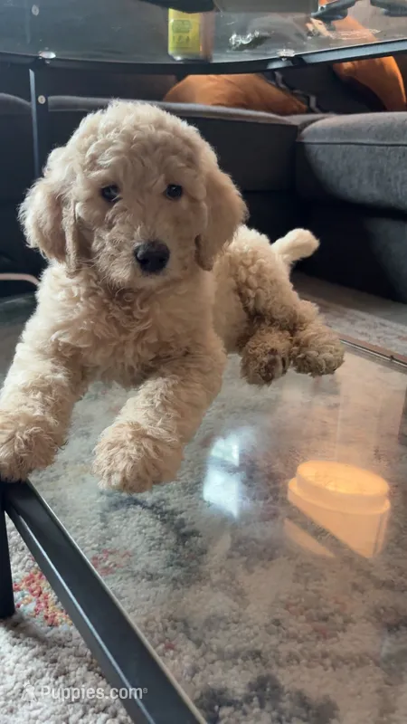 Harley  – Goldendoodle puppy for sale in Killeen, TX