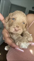 Chase, a male Goldendoodle for sale in Killeen, TX – 2 of 3