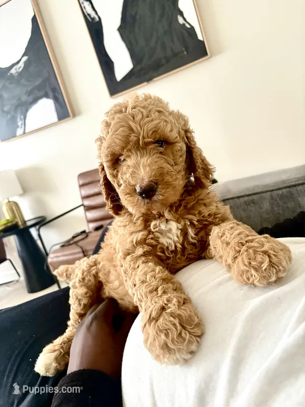 Dooley – Goldendoodle puppy for sale in Killeen, TX