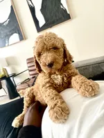 Dually, a male Goldendoodle for sale in Killeen, TX – 2 of 2