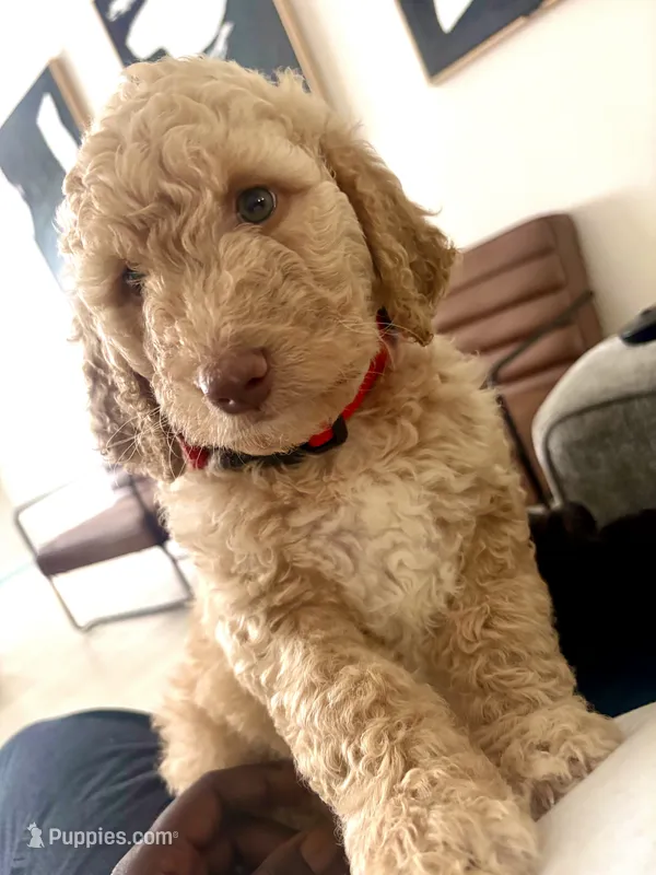 Hazel – Goldendoodle puppy for sale in Killeen, TX