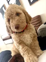Hazel, a female Goldendoodle for sale in Killeen, TX – 1 of 6