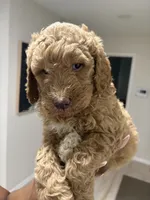 Dooley, a male Goldendoodle for sale in Killeen, TX – 3 of 6