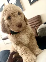 Hazel, a female Goldendoodle for sale in Killeen, TX – 2 of 6