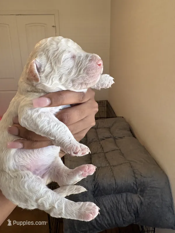 Skye – Goldendoodle puppy for sale in Killeen, TX