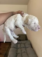 Rebel, a male Goldendoodle for sale in Killeen, TX – 1 of 3