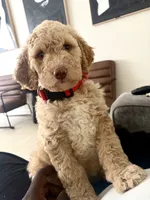 Hazel, a female Goldendoodle for sale in Killeen, TX – 4 of 6