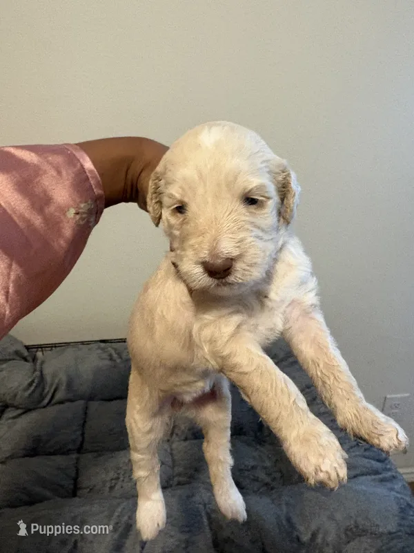 Ruby – Goldendoodle puppy for sale in Killeen, TX