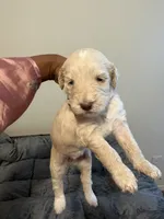 Ruby, a female Goldendoodle for sale in Killeen, TX – 1 of 2