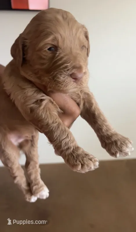 Chase – Goldendoodle puppy for sale in Killeen, TX
