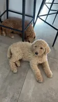 Harley , a female Goldendoodle for sale in Killeen, TX – 2 of 3