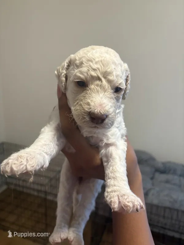 Maddie – Goldendoodle puppy for sale in Killeen, TX