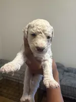 Maddie, a female Goldendoodle for sale in Killeen, TX – 1 of 3