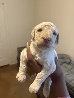 Maddie, a female Goldendoodle for sale in Killeen, TX – 2 of 3