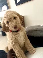 Hazel, a female Goldendoodle for sale in Killeen, TX – 3 of 6