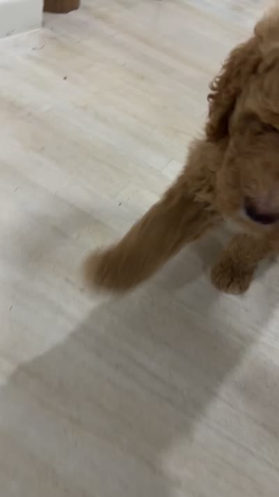 Dooley, a male Goldendoodle for sale in Killeen, TX – 5 of 6