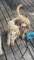 Hazel, a female Goldendoodle for sale in Killeen, TX – 5 of 6