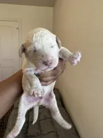 Rebel, a male Goldendoodle for sale in Killeen, TX – 2 of 3