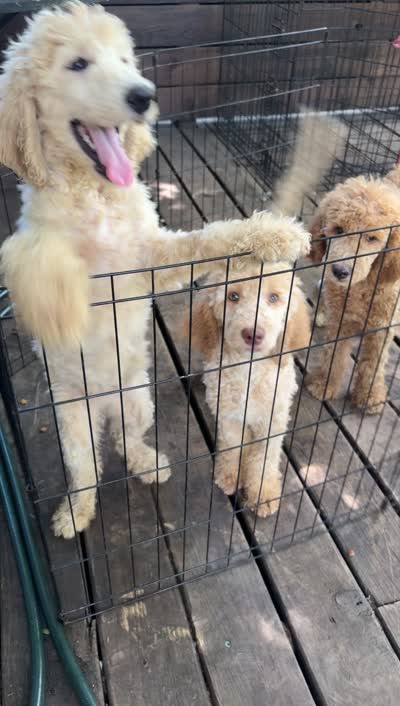 Hazel, a female Goldendoodle for sale in Killeen, TX – 6 of 6
