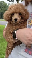 Ginger AKC Teacup, a female Poodle - Toy  for sale in Charlotte, NC – 3 of 10