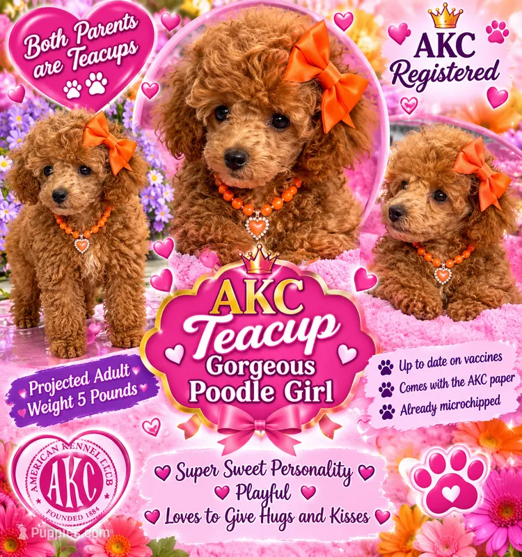 Ginger AKC Teacup – Poodle - Toy  puppy for sale in Charlotte, NC