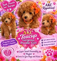 Ginger AKC Teacup, a female Poodle - Toy  for sale in Charlotte, NC – 1 of 10