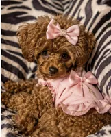 Cherry Korean Teacup, a female Maltipoo and Poodle - Toy  for sale in Charlotte, NC – 1 of 6