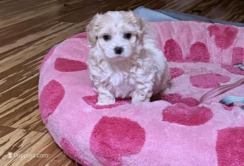 Teddy  Korean Maltipoo blue eyed  – Maltipoo, Poodle - Toy  puppy for sale in Charlotte, NC